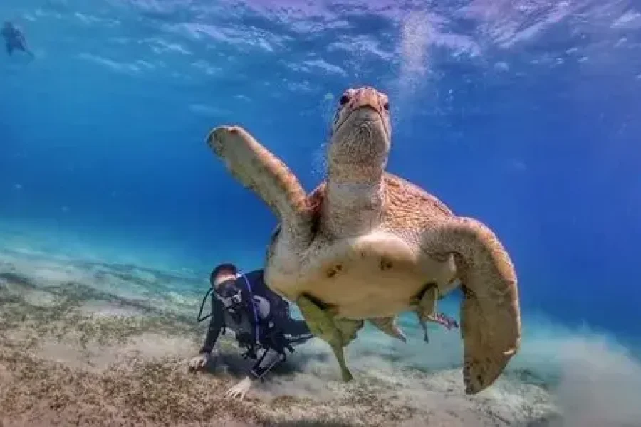 Marsa Mubarak Snorkeling